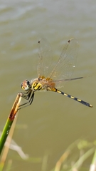Trithemis pallidinervis