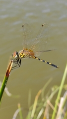 Trithemis pallidinervis