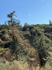 Pseudotsuga macrocarpa