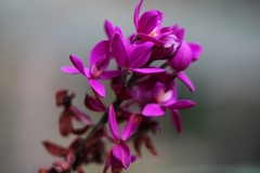 Spathoglottis
