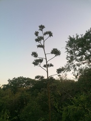 Agave vivipara