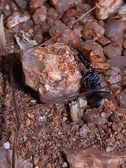 Camponotus sericeus