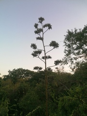 Agave vivipara