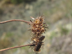 Scabiosa bipinnata