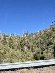 Pseudotsuga macrocarpa