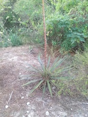 Agave vivipara