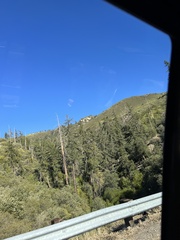 Pseudotsuga macrocarpa