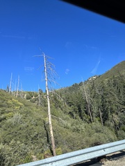 Pseudotsuga macrocarpa