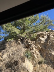 Pseudotsuga macrocarpa