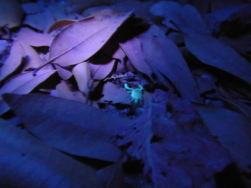iNaturalist observation photo of Devil Scorpions
