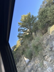 Pseudotsuga macrocarpa