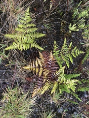 Pteridium aquilinum decompositum