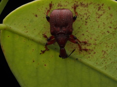 Apoderinae