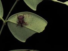 Apoderinae