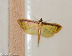 Eulepte