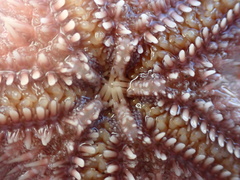 Astropecten armatus