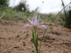 Moraea macrocarpa