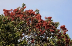 Terminalia paniculata
