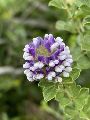 Psoralea bracteolata