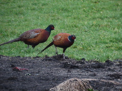 Phasianus colchicus