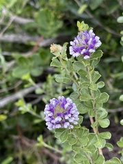 Psoralea bracteolata