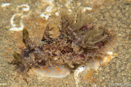 Plocamopherus ceylonicus