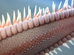 Astropecten armatus