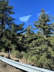 Pseudotsuga macrocarpa