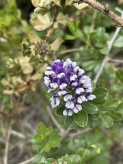 Psoralea bracteolata