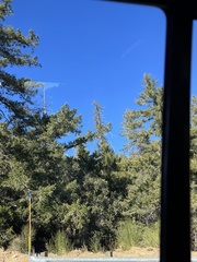 Pseudotsuga macrocarpa