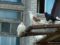 Columba livia domestica