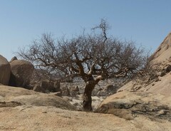 Commiphora glaucescens