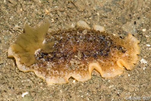 Doriopsilla miniata