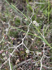 Asparagus lignosus