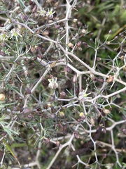 Asparagus lignosus