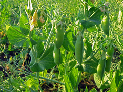 Pisum sativum sativum