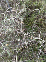 Asparagus lignosus
