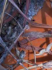 Pheidole
