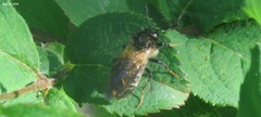 Cimbicidae