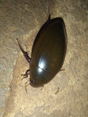 Hydrophilus