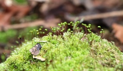 Brachytheciastrum velutinum