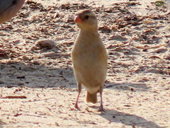 Vidua regia