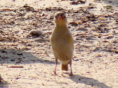 Vidua regia