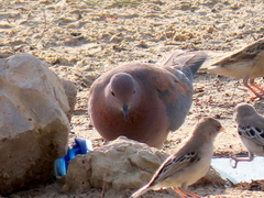 Streptopelia senegalensis senegalensis
