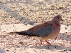 Streptopelia senegalensis senegalensis