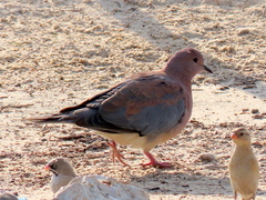 Streptopelia senegalensis senegalensis