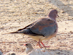 Streptopelia senegalensis senegalensis
