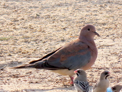 Streptopelia senegalensis senegalensis