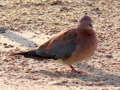 Streptopelia senegalensis senegalensis