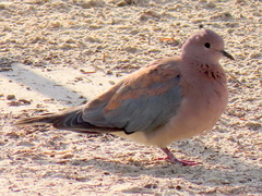 Streptopelia senegalensis senegalensis